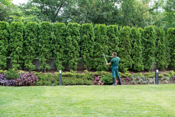 How Our Tree Care Process Works  in  Roman Forest, TX